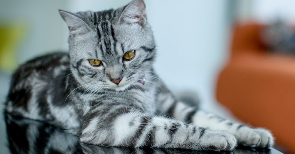 American shorthair