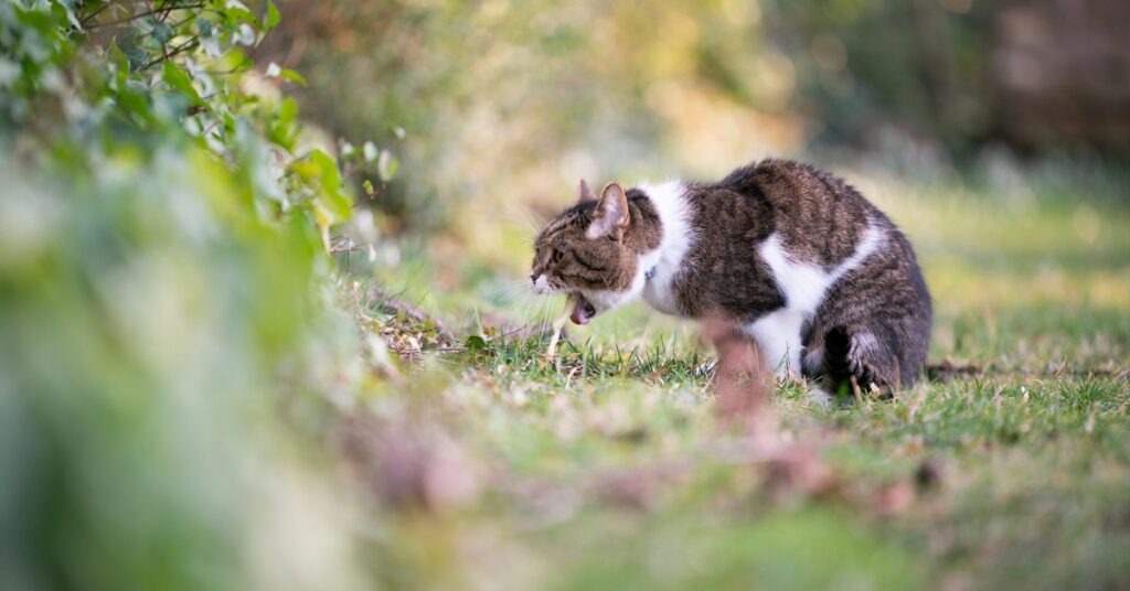 braken bij de kat