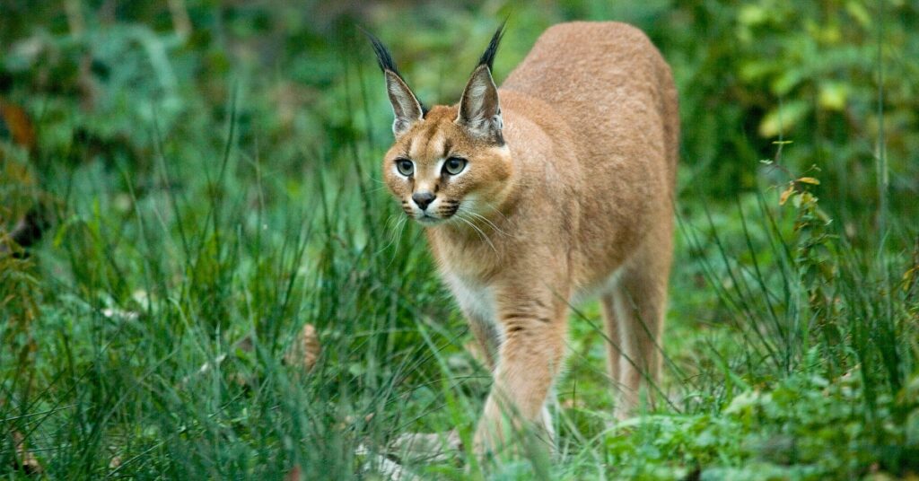 Caracal