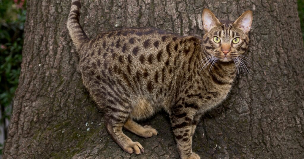 Ocicat