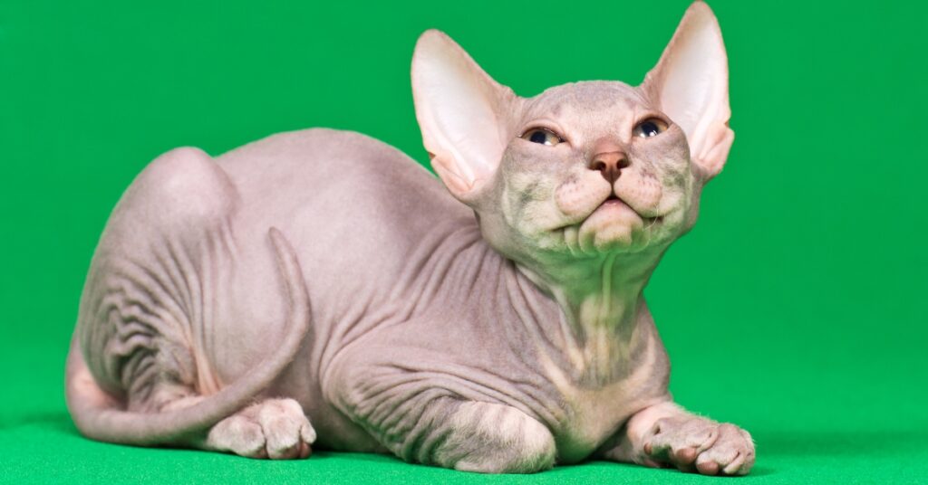 Don Sphynx