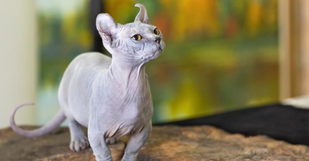 Sphynx