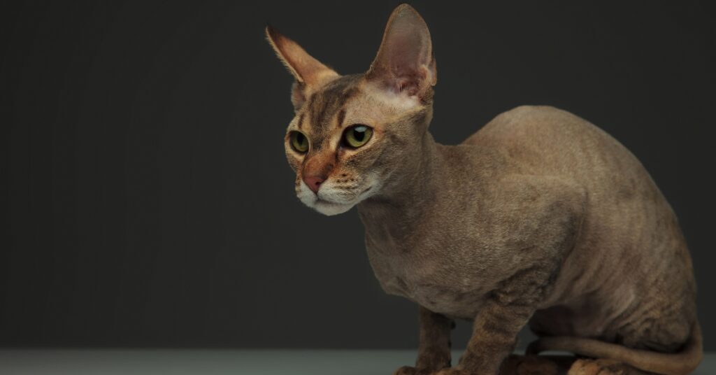 Peterbald