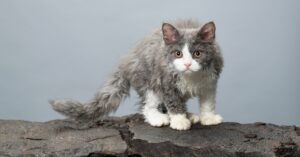 Selkirk rex