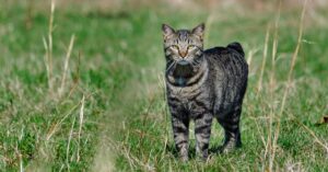 Manx
