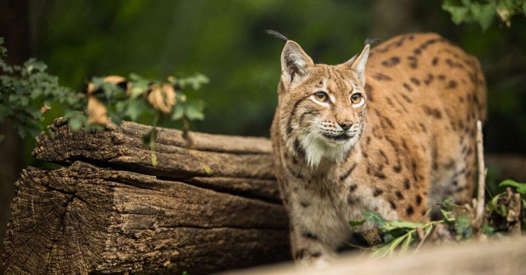 lynx