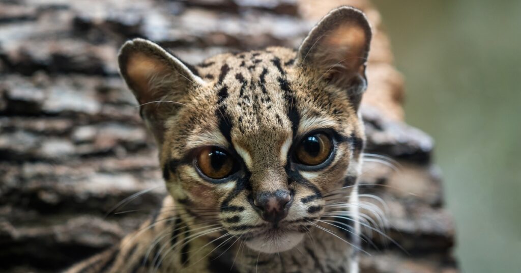 margay