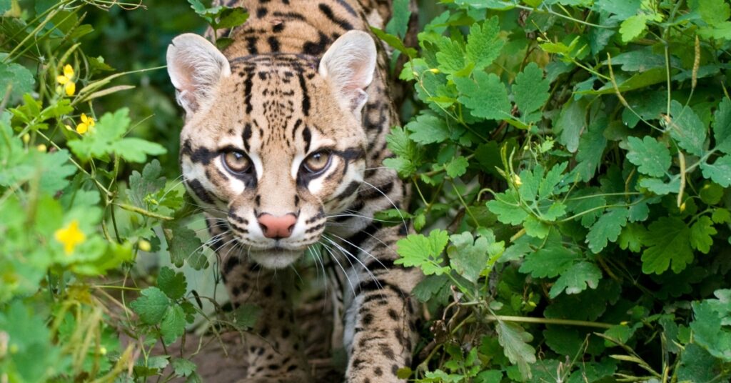 ocelot