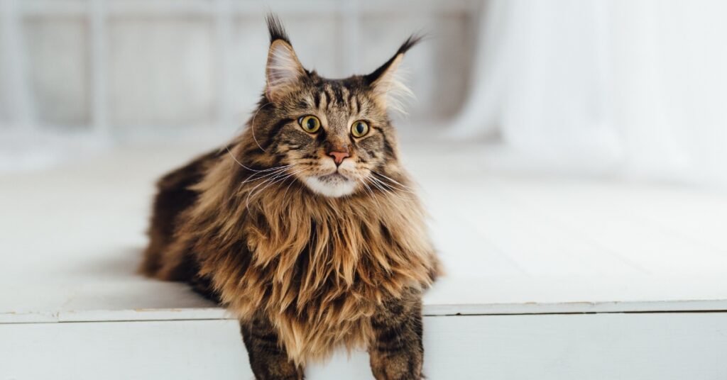 maine coon