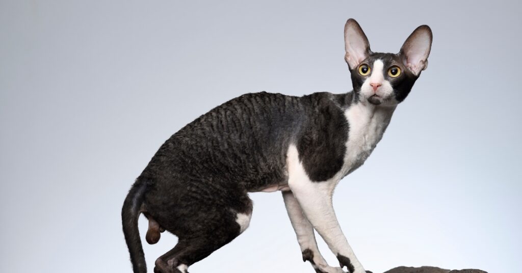 cornish rex