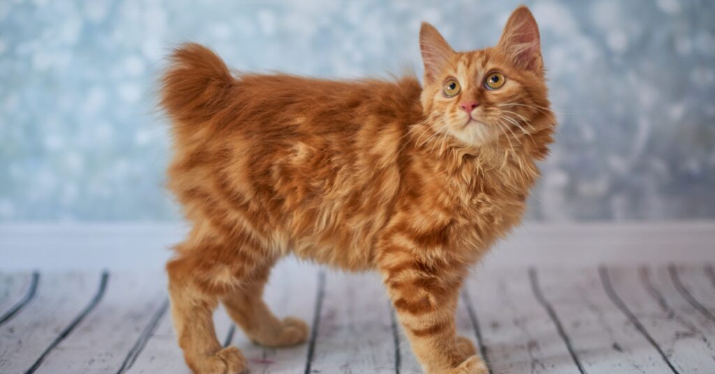 american bobtail