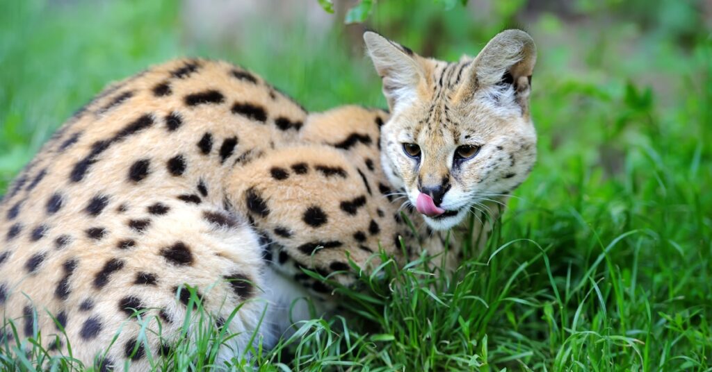 serval