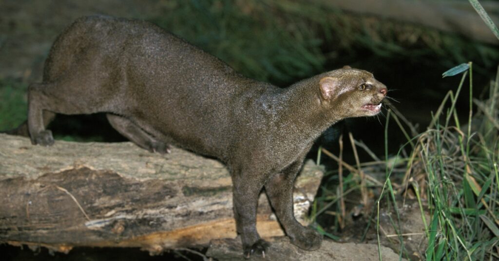 Jaguarundi