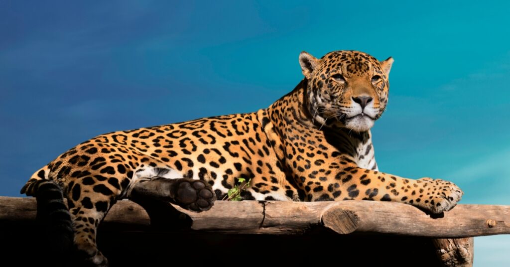 jaguar